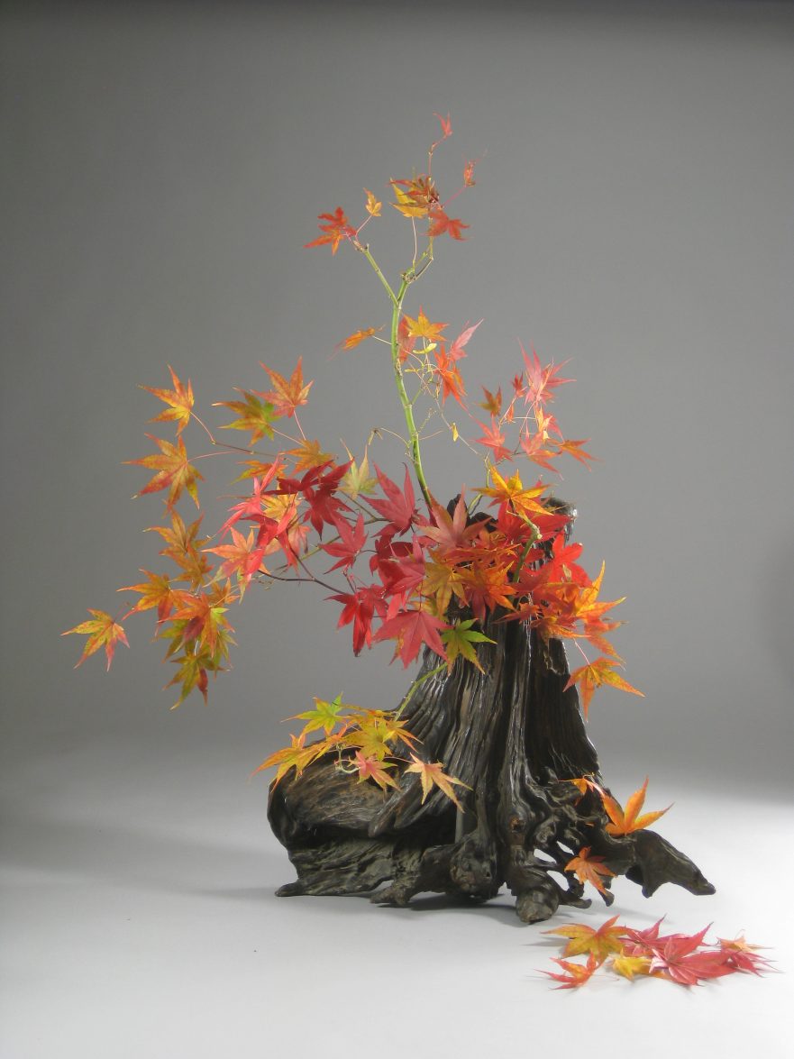 Ikebana, Sogetsu, "Metamorphose von Ahorn" (von Ayako Graefe)